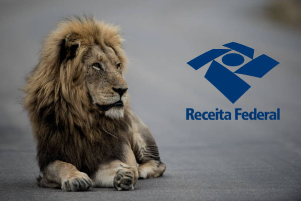 león mirando hacia otro lado